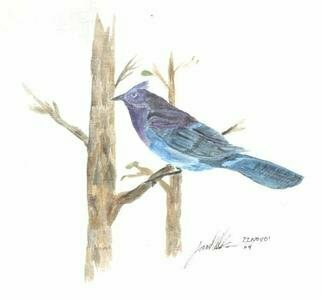 James Asher: '2nd Stellar Jay', 2001 Watercolor, Birds. I gave the Stellar a second shot for my 6th bird.  I am now moving to Acryllic Paint.  This seems a great medium.  I' ll post a few in the future. ...