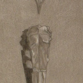 Kelly Parker: 'Crane Skull with leaf', 2010 Pencil Drawing, Still Life. Artist Description:  colored pencil, pencil, drawing, black and white, skulls, skull, bird, leaf, leaves ...