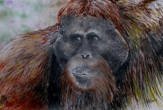 Ken Hillberry: 'Bound in Borneo', 2010 Mixed Media, Animals.             portrait; characture of an orangutan in his environment with a keen awareness in his eyes           ...