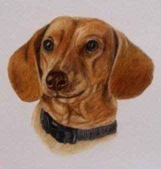 Diane Kopczeski: 'Fritz', 2010 Pencil Drawing, Dogs.        Colored pencil drawing, done from your photo.       ...