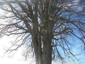 Korntong Suwanna: 'big tree', 2023 Color Photograph, Nature. This picture took it by me in the  ville  was have bicycle race. ...