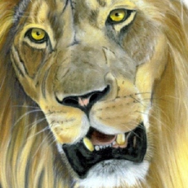 Katherine Taylorgreen: 'Kingly', 2006 Pastel, Wildlife. Artist Description:  Close cropped portrait of the King of Beasts ...