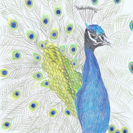 Claudia Luethi Alias Abdelghafar: 'a wonderful proud peacock', 2007 Other Drawing, Animals. Artist Description: A wonderful proud peacock Drawing with colored pencil on paper DIN A4...