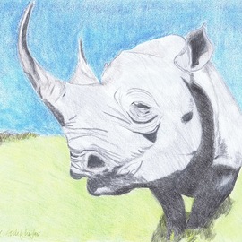 Claudia Luethi Alias Abdelghafar: 'impressive rhino', 2009 Other Drawing, Animals. Artist Description: Impressive Rhino just looking at you Drawing with colored pencil on DIN A3 paper...