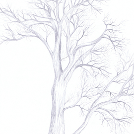 Claudia Luethi Alias Abdelghafar: 'willow tree', 2003 Other Drawing, Trees. Artist Description: Willow tree studyDrawing with pencil on DIN A3 paper...