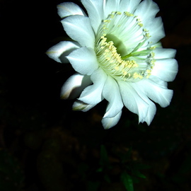 Luise Andersen: 'CACTI  NIGHT BLOSSOM  No Four', 2007 Color Photograph, Other. Artist Description:  NO MATTER WHICH ANGLE. . THIS BLOSSOM IS AGLOW. . THIS WHITE GLOW, SNOW SOMETIMES HAS AT NIGHT. . REFRESHES. . COOLS. . CALMS AND EXHILERATES. . NOTHING MATTERS. .  EXCEPT INSIDE JOY AND ADMIRATION. .  APPRECIATION . SPECIALLY, WHEN UNEXPECTEDLY SURPRISED BY A NATURE MIRACLE. .  AND THERE ARE UNCOUNTABLE. . WE MISS SO MANY. . SO LET US ...