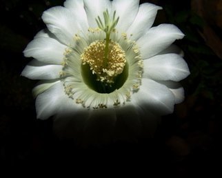 Artist: Luise Andersen - Title: CACTI  NIGHT BLOSSOM  No One - Medium: Color Photograph - Year: 2007