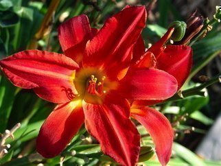 Luise Andersen: 'DAYLILLY  Two  GLENN AND RICHARDS GARDEN', 2007 Color Photograph, Floral.  Intense color. From every angle light hit different, so hues changed with it, even though overall same. Warm intense passion red. Different kind of passion red. ...