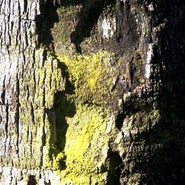 Luise Andersen: 'EXIT I Tree Trunk Series', 2011 Color Photograph, Other. Artist Description:  . . . always. . or very rarely not. . have a camera with me, when I exit the house. . means, also, when I take my daily morning walks around the big park ( 5 times. . aprox. 2 to 3 miles) . . many. . many old trees. . with real wonderful trunks. . see all kind of creatures ...