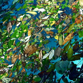 Luise Andersen: 'Enchantments Afloat MIGI', 2013 Color Photograph, nature. Artist Description:   . . . A New Year. . 'New Winds' . . blowing leaves of all colors and forms. . flowers blossoms. . twigs. . pine needles. . berries. . bugs. . All kind of Natures things into the sparkling clear turquoise pool water. . . transformed it into for my eyes beautiful , magical pond. . . * * size for uploading purposes only++ copies at present ...