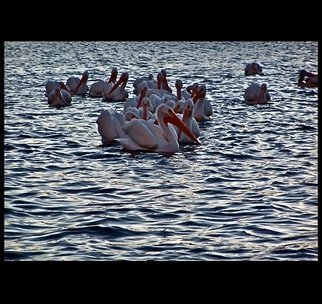 Luise Andersen: 'FLEET OF PELICANS COMING IN III Balboa Nature Park', 2012 Color Photograph, Birds.     My daughter '; Andrea' has mentioned the 30 Pelicans  . . she counted them. . and always same in numbers. . that have been coming in of late, when she took a walks around Balboa Lake in Van Nuys, California. . . she said, the would gather along the bank . . inanition of movement. . wanted to' see' . . and...