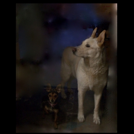 Luise Andersen: 'FLOPSY AND PRECIOUS Behind Glass Door I', 2012 Color Photograph, Dogs. Artist Description:  . . both are behind glass door, outside in the back yard at residence of my dear, longtime friend, Gerda. . . . . .' Flopsy' is the large beautiful Dog. . and Precious the beautiful small one. . have' baby sat' Flopsy  a year ago or so for several days. . she is a great, smart, loving  ...