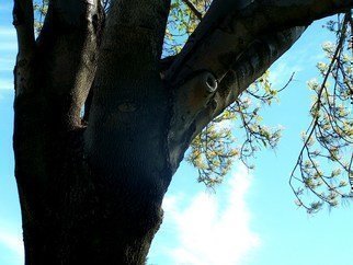 Luise Andersen: 'For The Love   Tree III', 2010 Color Photograph, Trees.   . . . . see For The Love  Tree I description. .. . : - )  ...