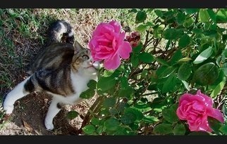 Luise Andersen: 'For The Smile In Your Eyes I', 2012 Color Photograph, Cats.  November 2012- - . . . taken at the Park. . took a series of these beautiful Roses. . and then 'SHE' came. . hmmm. . . captured' another' series of images . .. . smiling. .* * size for uploading purposes only. ...