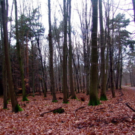 Luise Andersen: 'GERMANY   FOREST AT TREBUR   After Winter Rain', 2007 Other Photography, Other. 