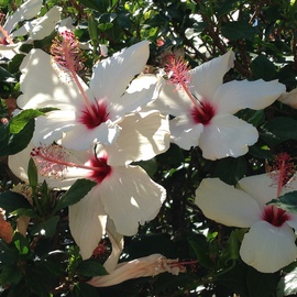 Luise Andersen: 'HIBISCUS are in full bloom I', 2014 Color Photograph, Floral. Artist Description: Please, ZOOM in on blossoms. 