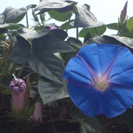 Luise Andersen Artwork Light Of Morning Glory, 2014 Color Photograph, Floral