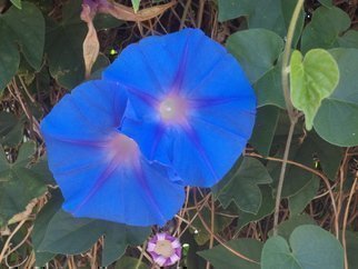 Luise Andersen: 'Light Of Morning Glory XV', 2014 Color Photograph, Floral.     more of Morning Glories. . they multiple so vigorouslybrilliant blues and wonderful greens. . lovely shaped. . delights eyes. .Taken with Sony Cybershot , 14. 1* * size for uploading purpose only   ...