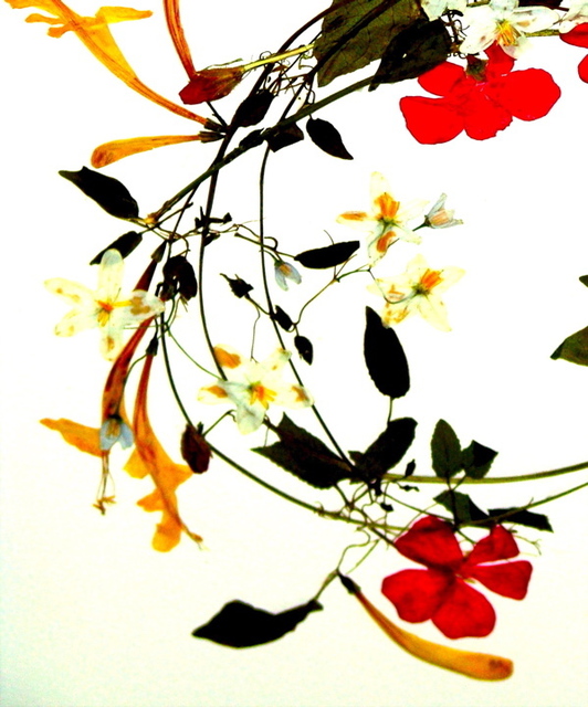 Artist Luise Andersen. 'MAGIC   Card Pressed Flower Comp DTL II' Artwork Image, Created in 2008, Original Fiber. #art #artist