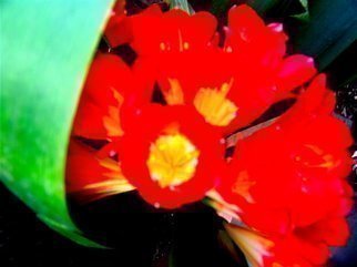 Luise Andersen: 'MIGNON EXTREME CLIVIA Digital two', 2007 Other, Other. . . cropped. . .  darkened. . . intensified. . and more  ; - )  ...