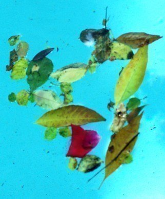 Luise Andersen: 'Magic In The Pool  MIP Leaves On Display', 2010 Color Photograph, nature.  . . description under first upload of today . . Dec. 14,2010 MIP 'Afloat' . . ...
