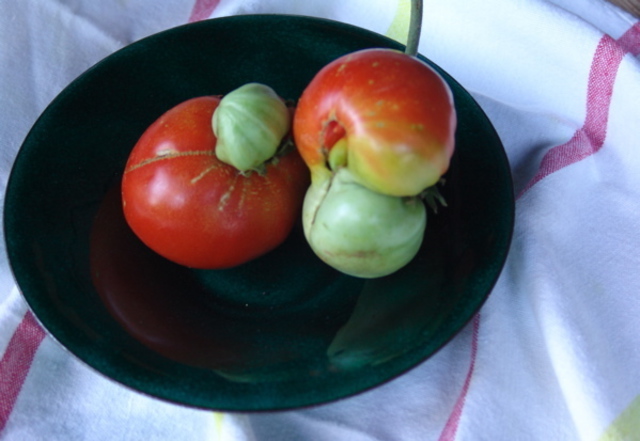 Artist Luise Andersen. 'ODD PICKINGS Tomato Series  On Glass On Copper No Two Green' Artwork Image, Created in 2007, Original Fiber. #art #artist