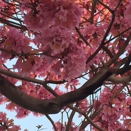 Luise Andersen: 'PINKS February 2015', 2015 Color Photograph, Trees. Artist Description:  February 17,2015- - on walk downtown towards water fountains. . Sierra Avenue we enjoyed the glorious abundance of these beautiful in full bloom trees took a series : ) from all kind of angles. . perspectivesimmensely inspiring. .These are moments of deep 'happiness' inside* size for uploading purposes only ...