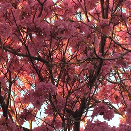 Luise Andersen: 'PINKS II February 2015', 2015 Color Photograph, Trees. Artist Description:  * Size mentioned, for uploading purposes only ...