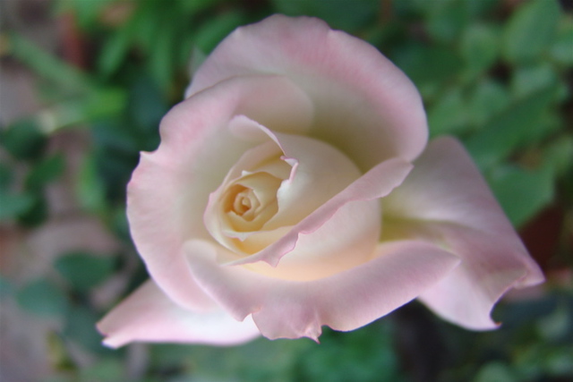 Luise Andersen  'PINK Rose Series I', created in 2008, Original Fiber.