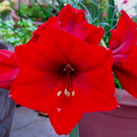 Luise Andersen: 'RED AMARYLLIS  Splendor In Red  In Paulines Sanctuary', 2007 Color Photograph, Other. Artist Description: Just draws you close. .  HAVE to see. .  Just HAVE to. . Or you miss this enormous energy. .  The delight of it. . They thrive in Paulines terrace Garden. .   ...