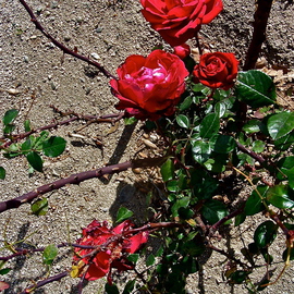Luise Andersen: 'ROSEs In WINTER  IIMig of series', 2013 Color Photograph, Floral. Artist Description:    . . On my walk to the Fountains, found Roses in full bloom on the other side of the street/ Sierra . . Avenue. . . . .  Bees were 'busy' . . . . rushing into the deep of Roses . .* * size for uploading purposes only++ copies at present not available. Have not working printer. . nor can afford to get ...