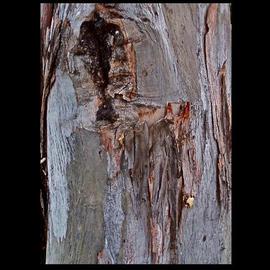Luise Andersen: 'Return To Core II TREE ', 2013 Color Photograph, Abstract Figurative. Artist Description:   . . . is what I 'see'  and You' see' . . . . .* * size for uploading purpose. .copies not available at present.   ...