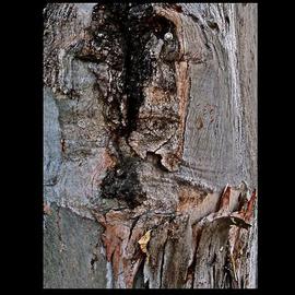 Luise Andersen: 'Return To Core I TREE ', 2013 Color Photograph, Abstract Figurative. Artist Description:  . . . is what I 'see'  and You' see' . . . . .* * size for uploading purpose. .copies not available at present.  ...