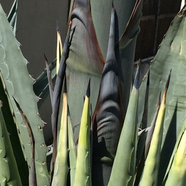 Luise Andersen Artwork Revisite giant CACTI  detail I, 2015 Color Photograph, Nature