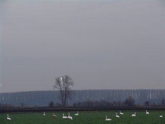 Luise Andersen: 'TREBUR  Germany  SWAN IN FLIGHT ', 2007 Other, Other.  Like a light in the far. .   Susie and Petr pointed. .  look. . . there they come. . .  there!  There ! !  And I found amidst all that grey. . and so difficult to get in focus then. . .  When they' graze' is much easier on the green. . . to focus. . ' Maybe there will be more, Susie remarked. . and...