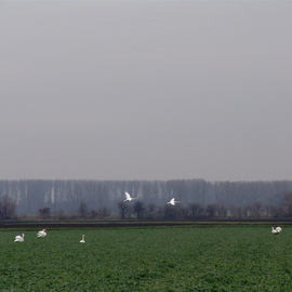 Luise Andersen: 'TREBUR  Germany  TWO SWANS IN FLIGHT', 2007 Other Photography, Other. Artist Description: Meditative. . inspiring. .  uplifting. . unforgetful - and yes, exiting. . . moments.  ...