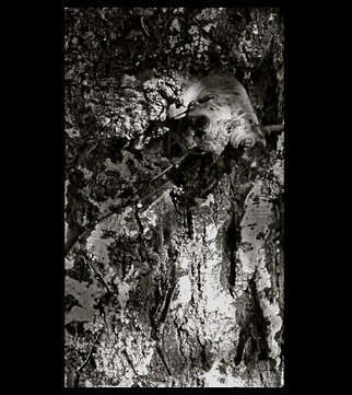 Luise Andersen: 'TREE BARK The Spell Of I OCTTWTWOOTWLVE', 2012 Other Photography, Other.  . . still going through my photography series. . and am spell bound. . . by images in tree bark. . . ...