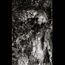 Luise Andersen: 'TREE BARK The Spell Of I OCTTWTWOOTWLVE', 2012 Other Photography, Other. Artist Description:  . . still going through my photography series. . and am spell bound. . . by images in tree bark. . . ...
