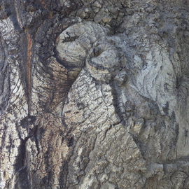 Luise Andersen Artwork TREE TRUNK Imagery II, 2013 Color Photograph, Abstract