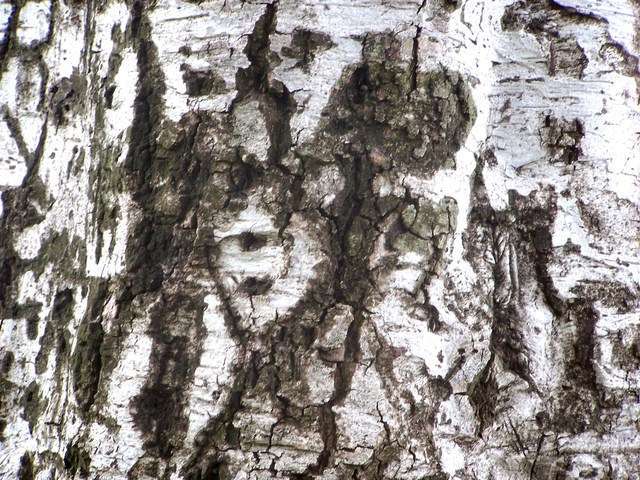 Artist Luise Andersen. 'Tree BARK I  Series Of Tree Trunks' Artwork Image, Created in 2011, Original Fiber. #art #artist