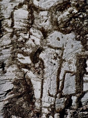 Luise Andersen: 'Trees And Images In Bark MIGTRE I', 2012 Color Photograph, Trees.   . . . . as you notice. . viewing images of my portfolio. . . am intrigued. . drawn to TREES. . . . living Spirit of these precious beings that I treasure. . explore. . respect. . love. . . .Their Bark. . branches. . leaves. . their sound. . light and shadow play. . the 'clear' of feel. . . around trees. .. . am inspired . . privileged. . . . to discover images. . in their bark...