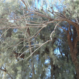 Luise Andersen: 'V The Spirit Beauty Light Of', 2013 Color Photograph, Trees. Artist Description:   . . original take. . . .   have taken many pictures of this old precious Tree. . called me, to linger longer. . and capture in this light. . day after rain* size mentioned. . for uploading purpose only.     ...