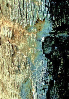 Luise Andersen: 'concealed love I  ', 2011 Other Photography, Trees.  . . just look. . you will find her face. . her eyes. . you will find your tale of love. .is tree bark . . of Palm tree. . I saturated hues. . other little touches. . to be. . as you' see' . .My' eyes' found and lens captured. .Nature' s never ending' stories. .' . . always. . with' feel' . .++ COPIES AT PRESENT...