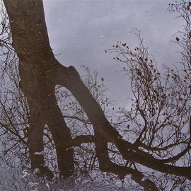 Luise Andersen: 'reflection PKGLT II', 2011 Color Photograph, Abstract Landscape. Artist Description:   . . giant tall trees. . reflections so clear. . in the rain puddle on parking lot in the park we walk in. . Fontana, Calif.took soo many photographs. . from all kind of distances and sides. . to capture trees the way I 'see' them mirrored in the rain water. . their' abstractness' . . which ...