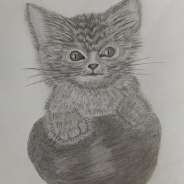Lekshmy Sathi: 'furry kitten', 2020 Pencil Drawing, Animals. Artist Description: Difficult to make furry effect. ...