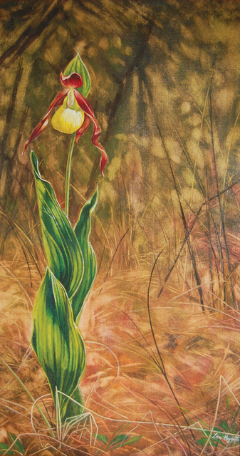 Lisa Pagnutti  'Cypripedium', created in 2015, Original Watercolor.