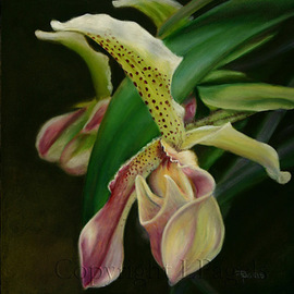 Laurie Pagels: 'Lovers Entwined', 2010 Oil Painting, Floral. Artist Description:  oil painting on board, Paphiopedilum Orchid,Orchids, pink, green, white,  ...