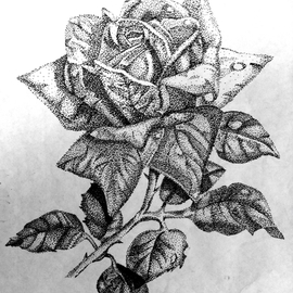 Lacey Smith: 'Ink Pointilism Rose', 2011 Marker Drawing, Botanical. 
