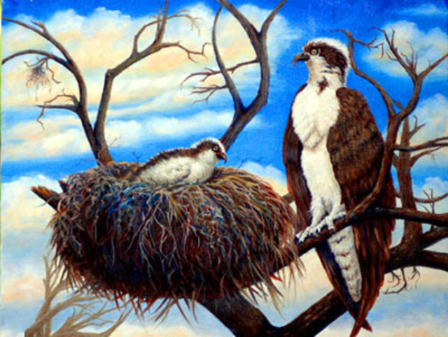 Artist Lora Vannoord. 'Osprey' Artwork Image, Created in 2011, Original Painting Oil. #art #artist