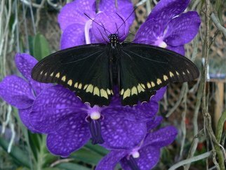 Jerry Schole: 'rest stop', 2020 Color Photograph, Beauty. Swallowtail Butterfly rest upon Orchid Vanda Pachara Delight. The Black atop the Blue Purple blossom enhances the feeling of calm.  ...